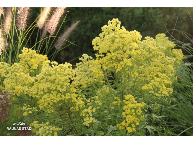 Solidago × luteus   'Lemore'